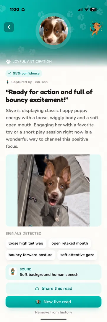 Real Skye read in Teal, light mode: joyful anticipation at 95 percent confidence, with a loose high tail wag, an open relaxed mouth and a bouncy forward posture.